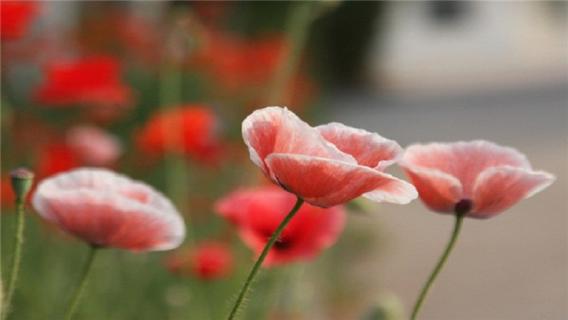 虞美人种子怎么种植（虞美人种子怎么种植视频）