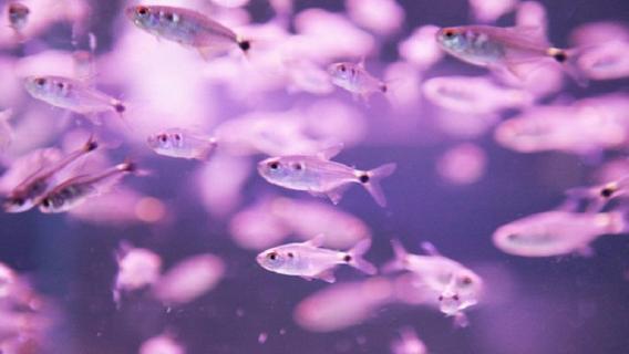 鱼的寄生虫长什么样 鱼的寄生虫长什么样图片