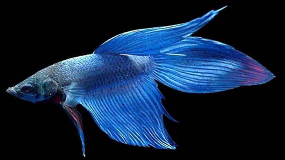 鱼的鱼线在哪里（鱼的鱼线在哪里带图）