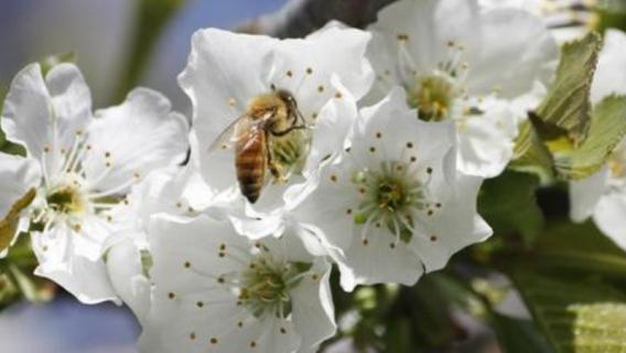 樱桃花怎么授粉（樱桃花怎么授粉视频教程）
