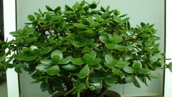 玉树掉叶子还能活吗（玉树叶子掉了还能活吗）