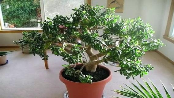 玉树老枝能扦插吗（玉树老枝能扦插吗视频）