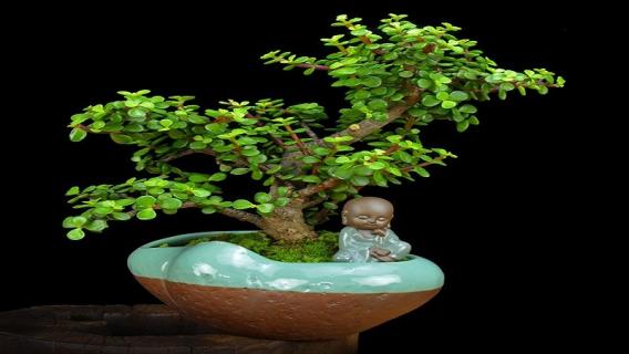 玉树怎么修造型（玉树怎么修造型视频）