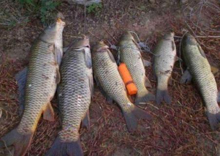 大鱼为什么不进鱼笼 鱼笼怎样才能进大鱼