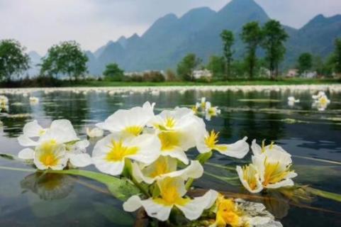 海菜花为啥叫水性杨花（海菜花为啥叫水性杨花呢）