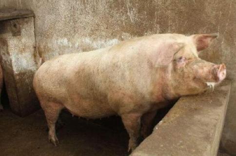 猪为什么是蛇的天敌 猪是蛇的克星有这个说法吗