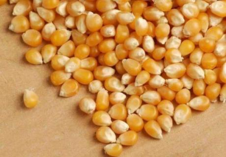 玉米种子播种多深为好 玉米种子播种多深为好呢