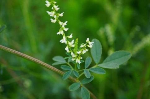 白花草有几种 白花草有几种图片