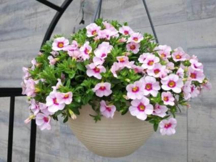 百万小铃喜干还是喜湿 百万小铃耐阴吗