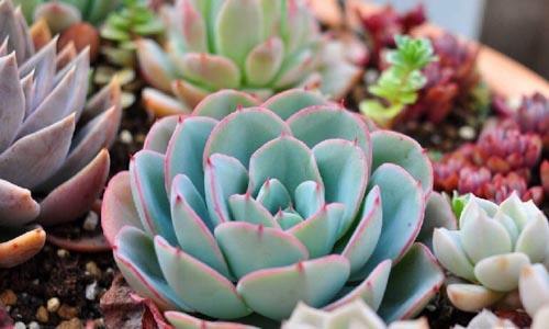暖棚多肉植物怎么养(暖棚多肉植物怎么养好)