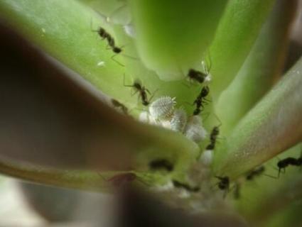 雪蚧虫是真的存在吗 雪蚧虫有毒吗