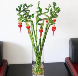 龙竹的寓意（5根龙竹的寓意）