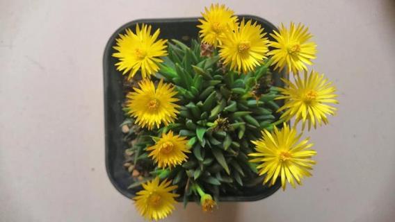 多肉植物黄花照波怎么养 多肉黄花照波什么时候开花