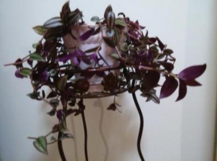 彩叶吊兰如何养殖(彩叶吊兰如何养殖和管理)