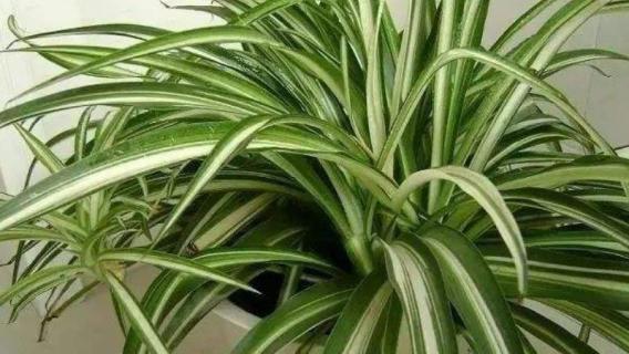 吊兰可以浇柚子水吗（柚子水可以浇花吗）