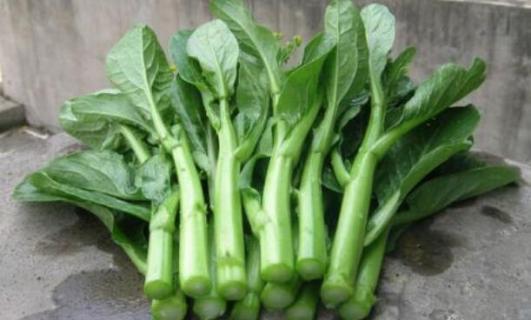 万年青菜是什么菜（万年青菜是什么菜是）