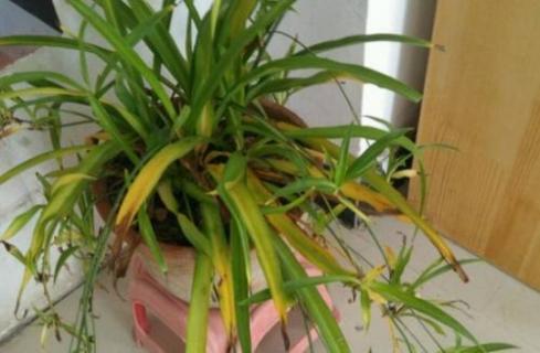 吊兰花叶黄为什么(吊兰花叶黄为什么发黄)