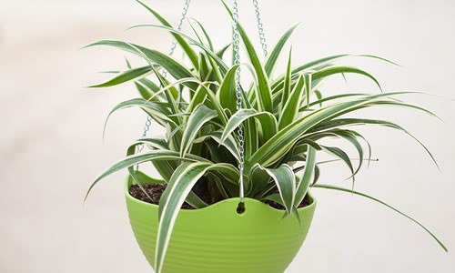 八月份吊兰能栽吗 吊兰八月份全割,还能长好吗