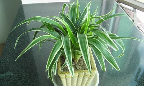 金边吊兰怎么养（金边吊兰怎么养才能抽穗）