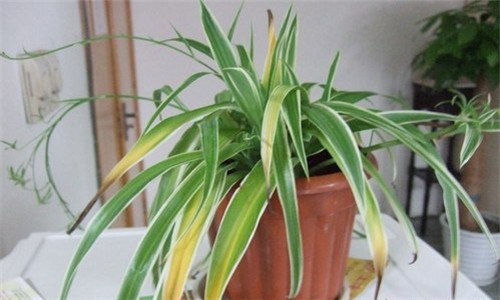 吊兰根系发达吗 吊兰的根为什么那么多