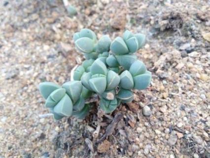 鹿角多肉植物怎么养（鹿角多肉植物怎么养好）