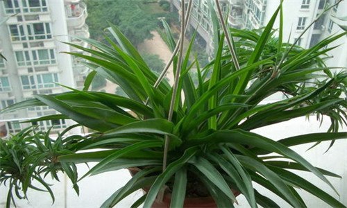 牡丹吊兰怕冻吗 牡丹吊兰冻伤怎么办