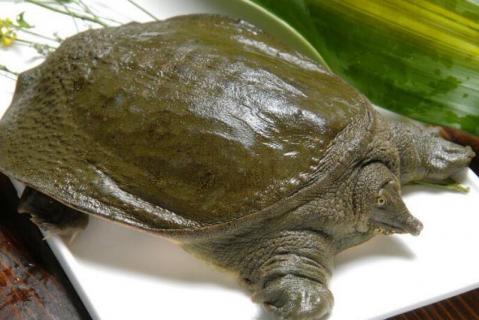 甲鱼冬眠吗 甲鱼有冬眠吗