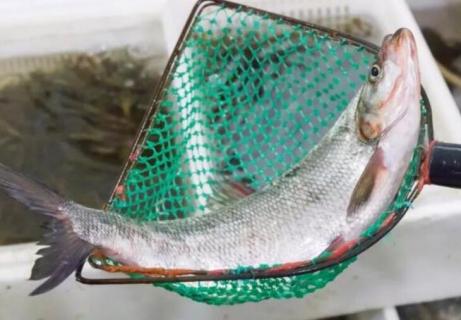 白水鱼是什么鱼(白水鱼是什么鱼做的)