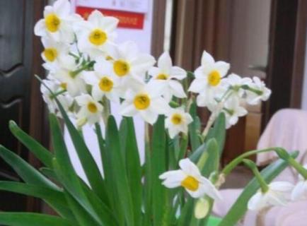 水仙花冬天会不会冻死 水仙花冬天会冻死吗