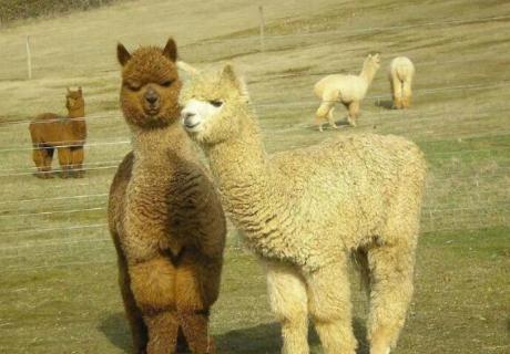 羊驼和傻狍子的区别 羊驼和傻狍子的区别图片