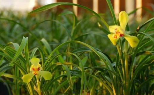 国兰是指什么兰花 国兰是指什么兰花多少钱