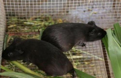 豚狸的养殖方法（豚狸的养殖方法是什么）