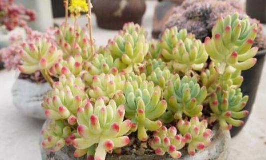 多肉植物冬天怎么养（多肉植物冬天怎么养活）