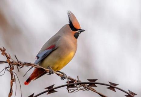 太平鸟吃什么食物（太平鸟吃什么食物为主）