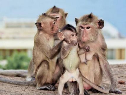 猴子是什么动物 猴子是什么动物进化来的