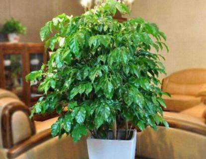 幸福树一个月浇一次水可以吗（幸福树几天浇一次水是最好的）