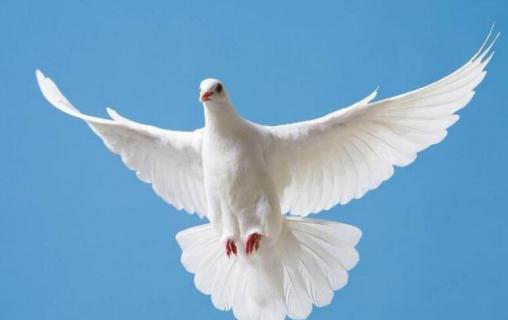 为什么鸽子能当邮递员呢 为什么鸽子能当邮递员呢英文