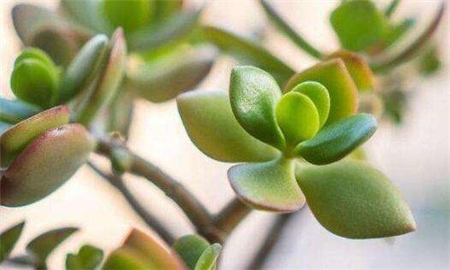 燕子掌能长多大（燕子掌的寿命多长）