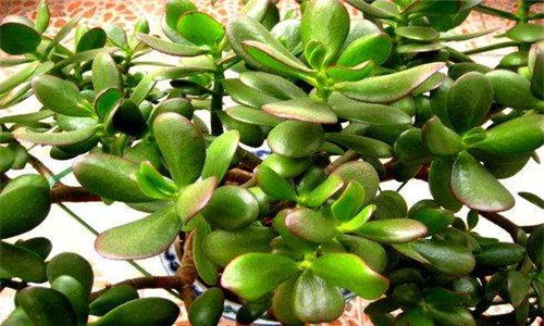 燕子掌开花吗 燕子掌开花吗玉树开花吗?