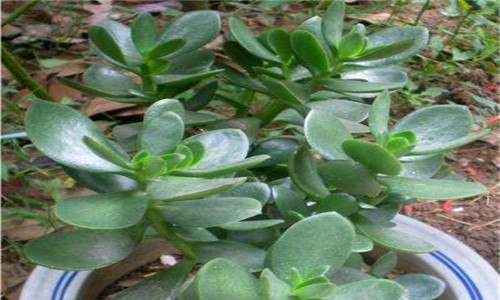 燕子掌开花预兆(燕子掌开花预兆好吗)