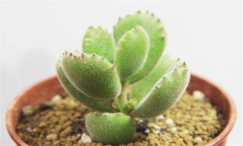 熊童子有臭味吗 熊童子有气味吗