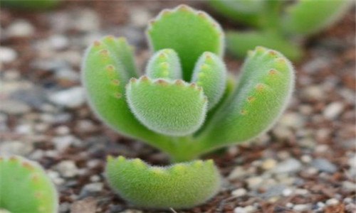 熊童子怎么砍头（熊童子怎么剪枝）