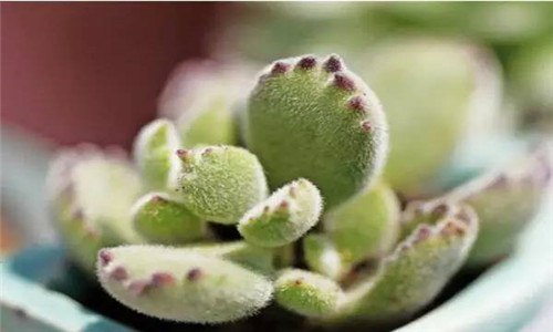 熊童子掉叶子能叶插吗 熊童子掉下来的叶子可以叶插吗