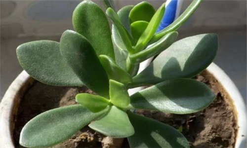 燕子掌水培的方法是什么 燕子掌可以用水培植吗