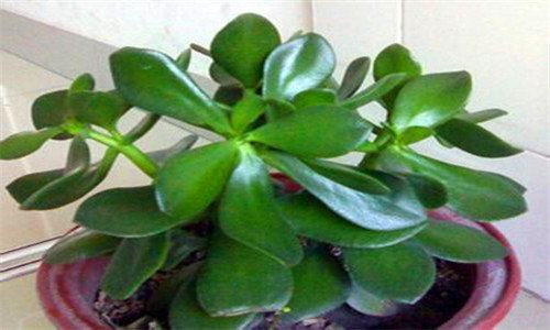 燕子掌茎软怎么回事(燕子掌茎变软怎么办)