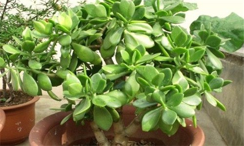 燕子掌能不能喷水（燕子掌能不能喷水施肥）