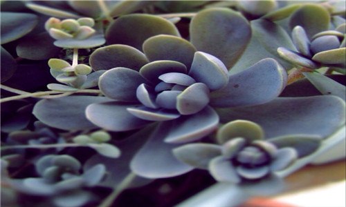 子持莲花休眠期 子持莲华什么时候开花