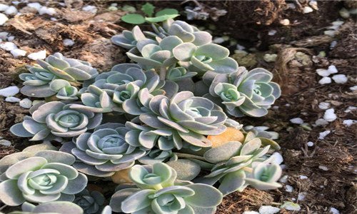 子持莲花与玫瑰多肉区别 和子持莲华相似的多肉