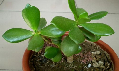 燕子掌烂根了怎么办 燕子掌根部腐烂断了怎么办