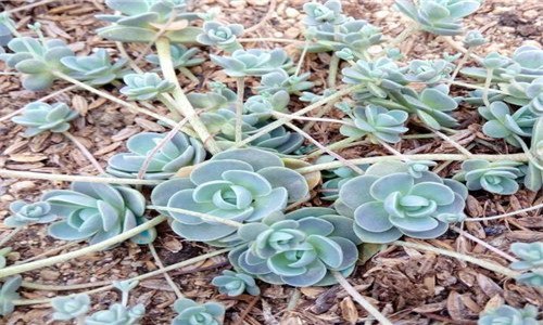 子持莲花长侧芽怎么办 子持莲华长侧芽